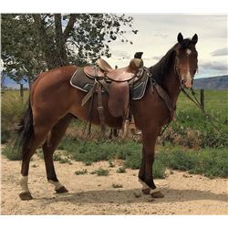 "Hollywood" TF Buckeye Dunnit