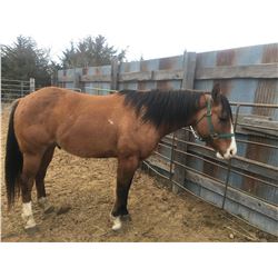 Bears Fancy Ranger aka "Ranger"