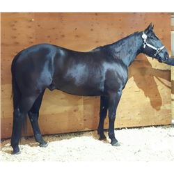 Jacs Major "Huckleberry"