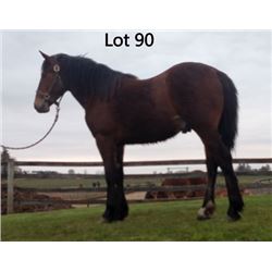 Dean Nolan Production Sale - 2-Year-Old Draft Cross Colt