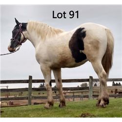 Dean Nolan Production Sale - 2-Year-Old Draft Cross Colt