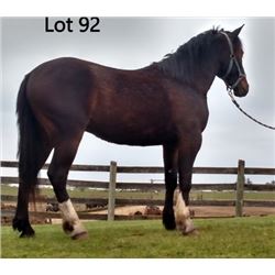 Dean Nolan Production Sale - 2-Year-Old Draft Cross Colt