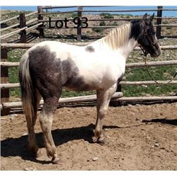 Dean Nolan Production Sale - 2-Year-Old Draft Cross Colt