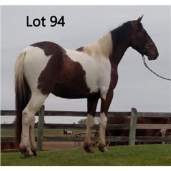 Dean Nolan Production Sale - 2-Year-Old Draft Cross Colt