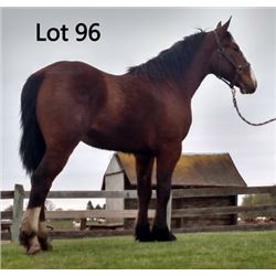 Dean Nolan Production Sale - 2-Year-Old Draft Cross Colt