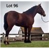 Image 1 : Dean Nolan Production Sale - 2-Year-Old Draft Cross Colt