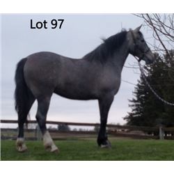 Dean Nolan Production Sale - 2-Year-Old Draft Cross Colt