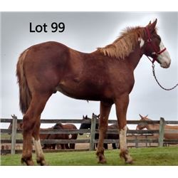 Dean Nolan Production Sale - 2-Year-Old Draft Cross Colt