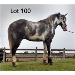 Dean Nolan Production Sale - 2-Year-Old Draft Cross Colt