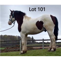 Dean Nolan Production Sale - 2-Year-Old Draft Cross Colt