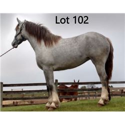 Dean Nolan Production Sale - 2-Year-Old Draft Cross Colt