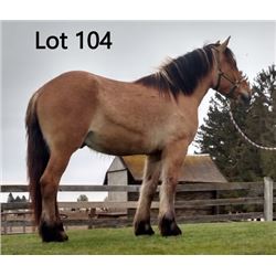 Dean Nolan Production Sale - 2-Year-Old Draft Cross Colt