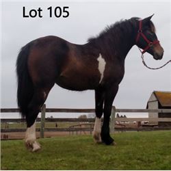 Dean Nolan Production Sale - 2-Year-Old Draft Cross Colt