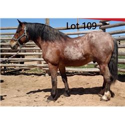 Dean Nolan Production Sale - 2-Year-Old Draft Cross Colt