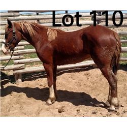 Dean Nolan Production Sale - 2-Year-Old Draft Cross Colt