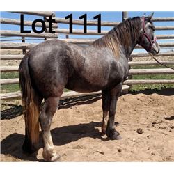 Dean Nolan Production Sale - 2-Year-Old Draft Cross Colt