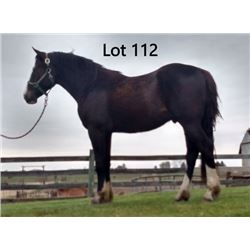 Dean Nolan Production Sale - 2-Year-Old Draft Cross Colt