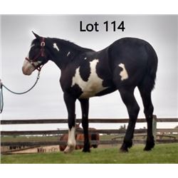 Dean Nolan Production Sale - 2-Year-Old Draft Cross Colt