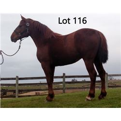 Dean Nolan Production Sale - 2-Year-Old Draft Cross Colt