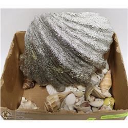 202) LARGE SILVER SHELL AND MANY SMALLER SHELLS