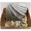 Image 1 : 202) LARGE SILVER SHELL AND MANY SMALLER SHELLS
