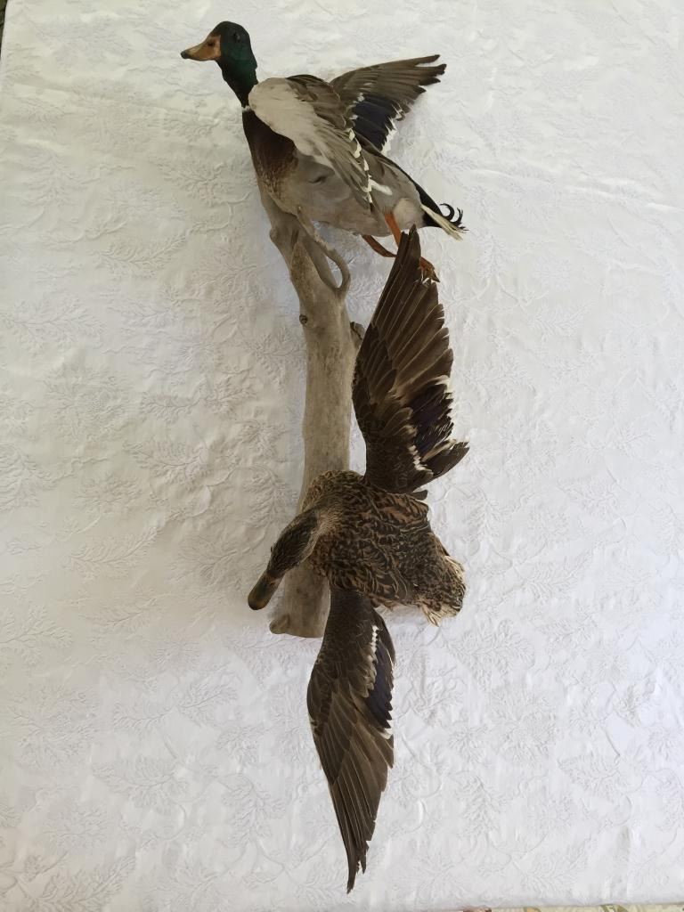 Flying Fowl, Mallard Ducks Taxidermy, Wall Mount