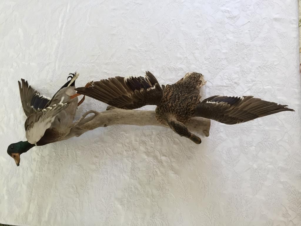 Flying Fowl, Mallard Ducks Taxidermy, Wall Mount