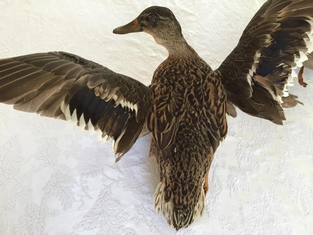 Flying Fowl, Mallard Ducks Taxidermy, Wall Mount