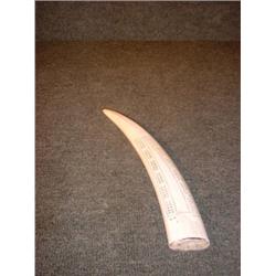 Un jeu de cribbage sur une dent de morse.  A walrus tusk made into a cribbage board. $150/200...