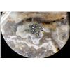 Image 2 : Wildcat Mine, Hillside Vine Mineral Specimen