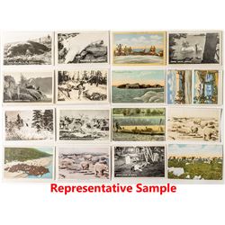 Animal Real Photo Cards