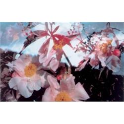PETER FISCHLI AND DAVID WEISS (B. 1952 AND 1946) UNTITLED (BLUMENPHOTO) INKJET PRINT 291/8 X 421/...