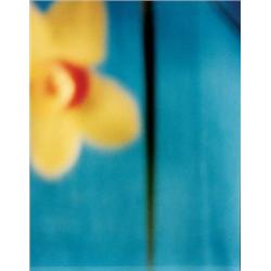 DAVID SEIDNER (1957-1999) UNTITLED (ORCHID SERIES) 19 CIBACHROMES 191/2 X 151/2 IN. (49.5 X 39.4 ...