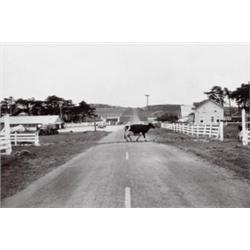 ART ROGERS (B. 1948) MARILYN DRATH, POINT REYES, CALIFORNIA CATTLE CROSSING-SPALETTA RANCH, POINT...