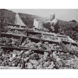 PIRKLE JONES ( B. 1914) THREE GRAPE PICKERS VINEYARD WORKER LOADING BOXES LOADING BOXES OF GRAPES...