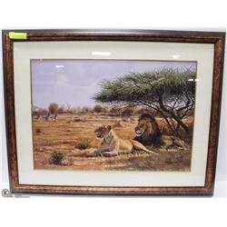 FRAMED SAFARI LION PICTURE 35"X27"