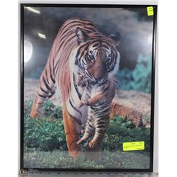 LARGE TIGER WITH CUB PICTURE FRAMED