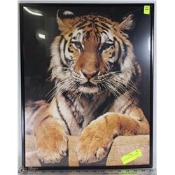 LARGE TIGER PICTURE FRAMED