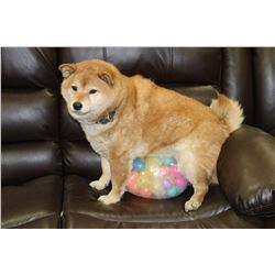 THE EGG THAT LESTER THE CHICKEN GAVE BIRTH TO