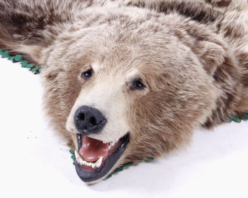 Montana Grizzly Bear Rug Trophy Rug