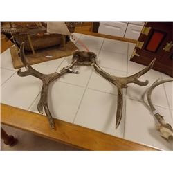 RACK OF WHITE TAILED DEER ANTLERS - 20  WIDE - INCLUDES METAL GAMING TAG