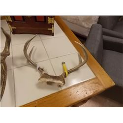 RACK OF MULE DEER ANTLERS - 12  WIDE - INCLUDES METAL GAMING TAG