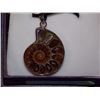 Image 1 : NECKLACE PENDANT - NEW POLISHED AMMONITE PENDANT IN STERLING SILVER SETTING