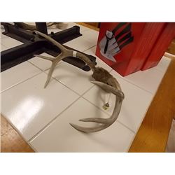 RACK OF MULE DEER ANTLERS - 12" WIDE - INCLUDES METAL GAMING TAG