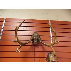 SET OF DEER ANTLERS - 2PT WITH TAG