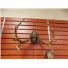 Image 1 : SET OF DEER ANTLERS - 2PT WITH TAG