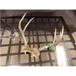 RACK OF MULE DEER ANTLERS - 14" WIDE - INCLUDES METAL GAMING TAG