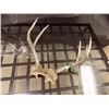 Image 1 : RACK OF MULE DEER ANTLERS - 14" WIDE - INCLUDES METAL GAMING TAG
