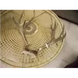 RACK OF WHITE TAILED DEER ANTLERS - 20" WIDE - INCLUDES METAL GAMING TAG