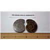 Image 1 : #10 - MATCHED SET OF AMMONITE FOSSILS